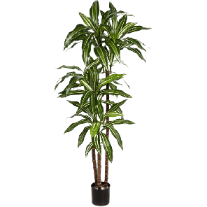 dracaena-fragrans-green-white-kunstplant8ebe89png