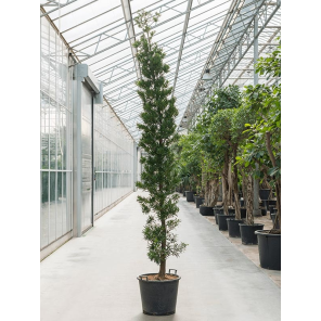 podocarpus256111png
