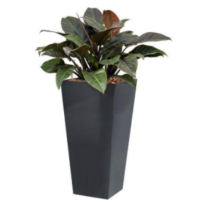 philodendron-imperial-red-4kant-antraciet506887png