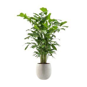 caryota-mitis-large-luca-lifestyle-balloon-m-42-cmae555fjpg