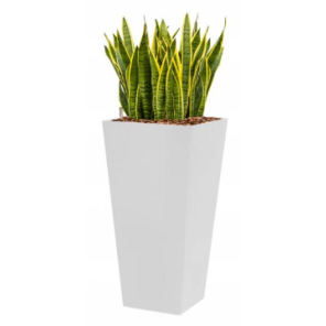 laurentii203png
