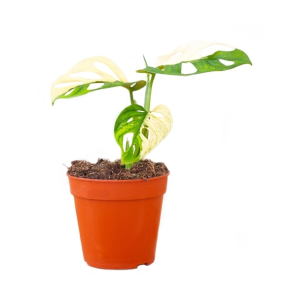 monstera-adansonii-variegata38476dpng