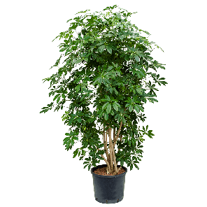 1scarvt05png
