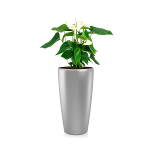 anthurium20wit20in20watergevende20pot20rondo20-20zilverpng
