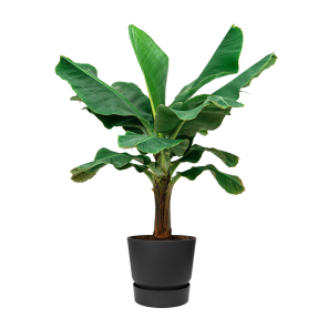 bananenplant20musa20xl20in20elho20greenville20dm204020cm20-20zwart20-20antracietpng
