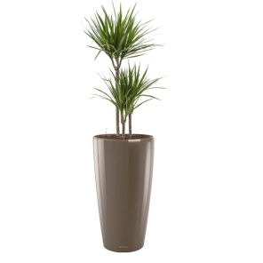 dracaena-marginata-rondo-pot-taupe787004jpg