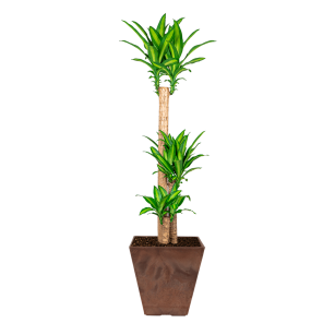 dracaena20massangeana20in20ella20artstone203520cm20-20bruinpng