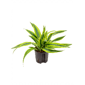 2drll2k10png
