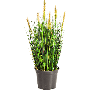 grass20foxtail206020cm20pngpng