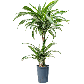 1drul2s07201png