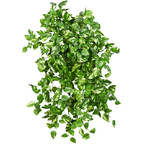 mini20pothos20pngpng
