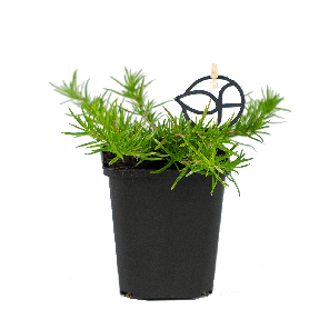 phlox-maischneepng