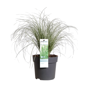 carex-comans-frosted-curlspng