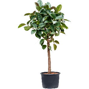 1fierrs35png