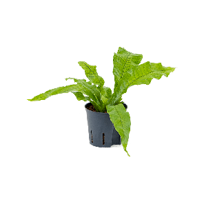 2micrbp10201png