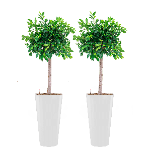 ficus20nitida20in20runner20rond20witpng