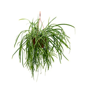 rhipsalis-holviana86829fpng