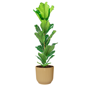 ficus20lyrata20small20in20elho20vibes20xl20-20geelpng