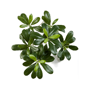pittisporum20mountain20spray20pngpng