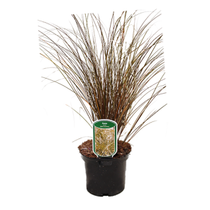 carex-milk-chocolatepng
