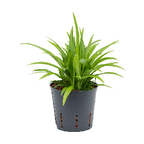 2chlebp05png