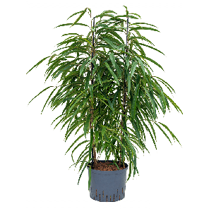 1fial2t05png