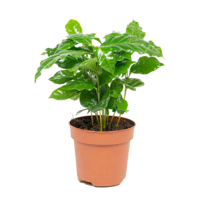 webcoffea20arabicapng