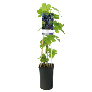 vitis-vinifera-boskoop-glorypng