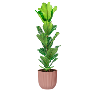 ficus20lyrata20small20in20elho20vibes20xl20-20rozepng
