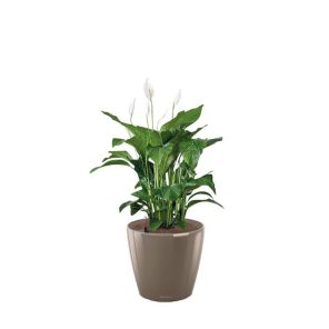 spathiphyllum-classico-pot-taupee8ad0ajpg