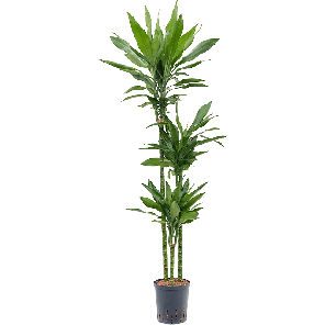 1drjl3s20png
