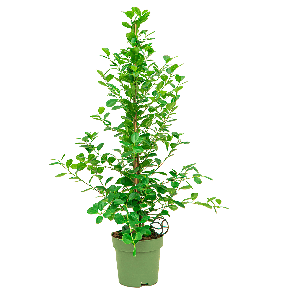 ficus20moclame20toef2012png