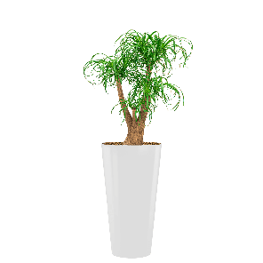 runnerwitrondwebpng