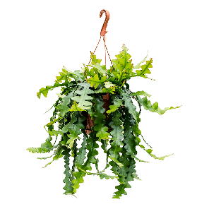 epiphyllum-anthonyanusa6ef8apng