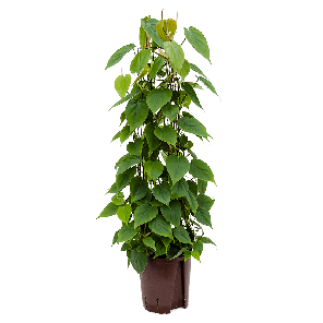 1phscpy00png 1phscpy00png