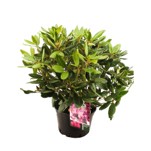 rhododendron-catawbiense-boursaultpng