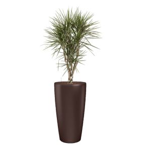 dracaena-marginata-vertakt-rondo-pot-bruin-matede2dajpg