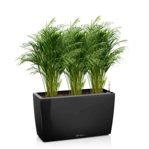 palm-areca-cararo-zwarte8cdc0jpg