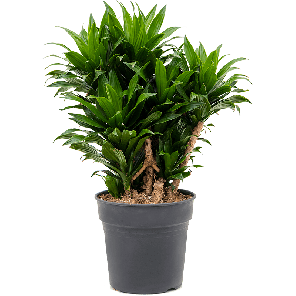 4drcovt88png