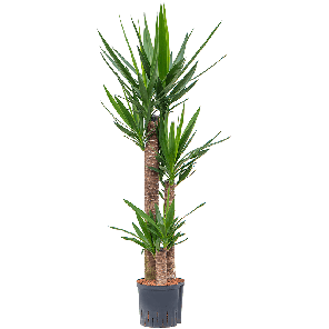yucca20toef20lpng