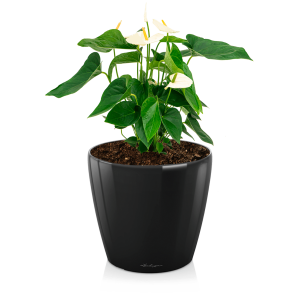anthurium20wit20medium20in20watergevende20classico20s20-20zwartpng