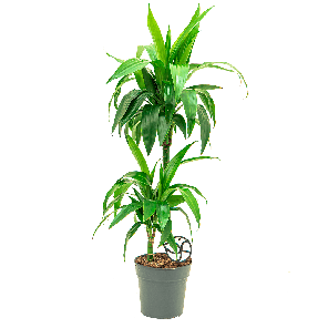 dracaena20fragrans20janet20graig20220stam2012png
