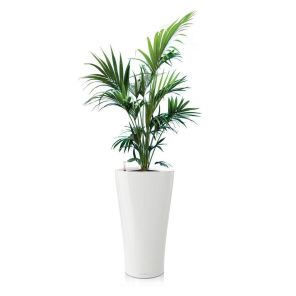 kentia-delta-pot-wit744915jpg