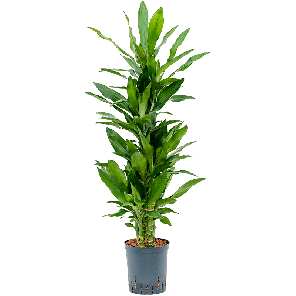 1drbuca18png