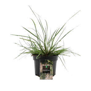 pennisetum-hameln1png