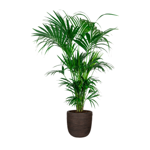 kentia20xxl20in20capi20urban20egg20dm203520cm20-20bruinpng