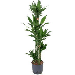 1drjlca15png