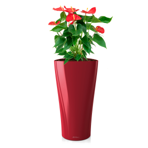 anthurium20rood20large20in20watergevende20delta20m20roodpng