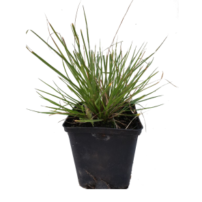 pennisetum-little-bunnypng
