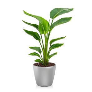 strelitzia-nicolai-small-pot-silver085576jpg